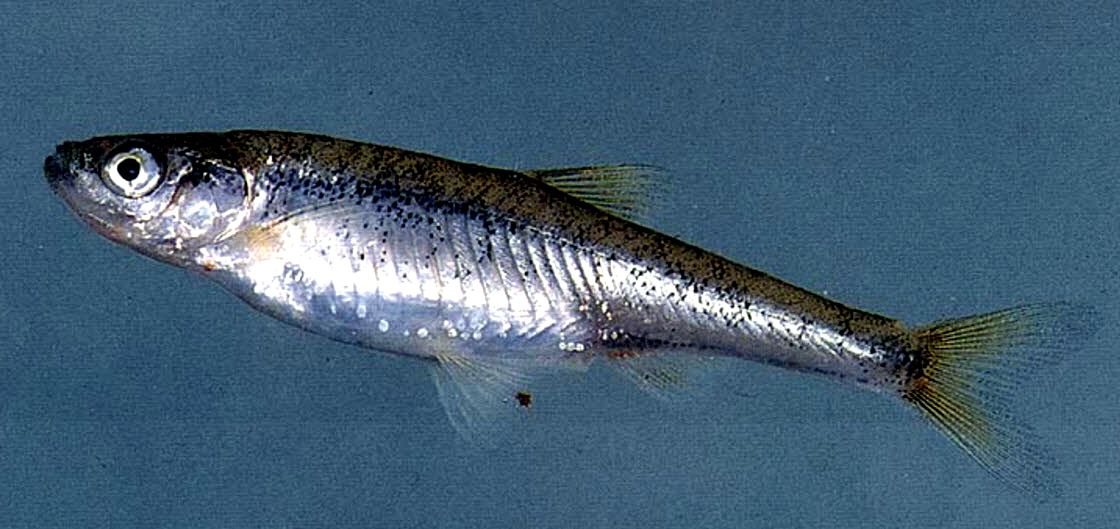 Anaecypris hispanica_010.jpg